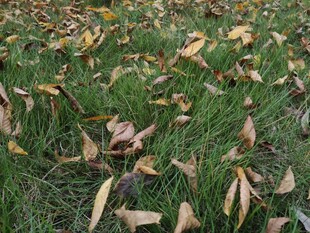 草地上的枯黄落叶