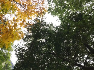 秋日树林树冠景致