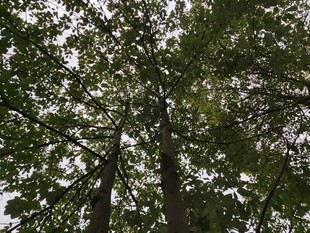 茂密树林中的高大树木