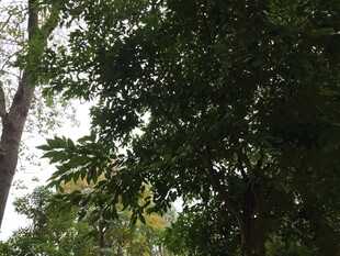 茂密树林中的繁茂枝叶