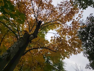 秋日斑斓树木景致