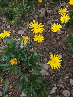 地面绽放的黄色小野花