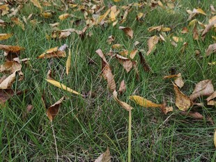 草地上的枯黄落叶