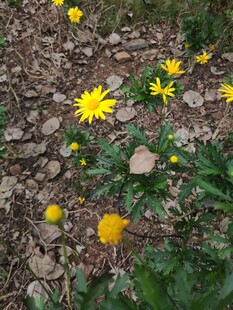 地面绽放的黄色小花