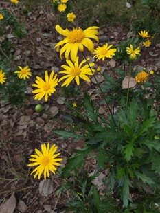 黄色小花绽放于地面