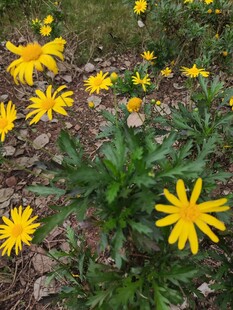 野外绽放的黄色小花