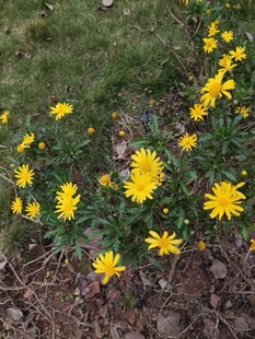 草地中的黄色小花绽放