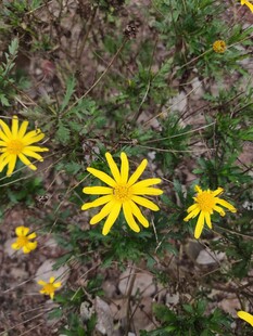 地上绽放的黄色小花