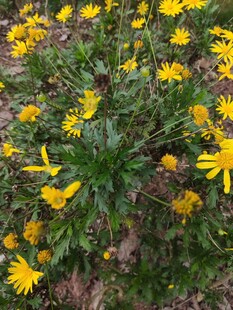春日黄花绽放美景
