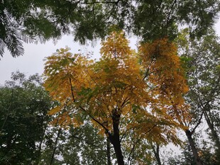 秋日树梢斑斓黄叶