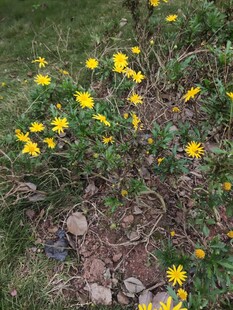 草地上的黄色小花绽放