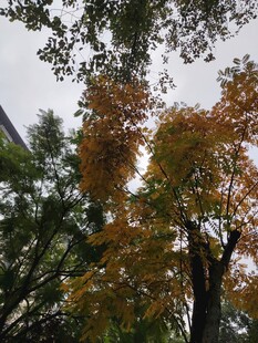 秋日斑斓树木景致