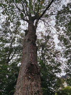 高大粗壮的古老树木