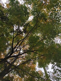 仰视茂密枝叶间的天空