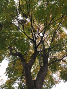 仰视下的繁茂大树