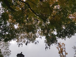 树下仰望的静谧景致