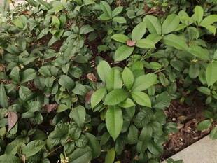 绿叶繁茂的植物景观