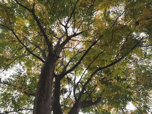 高大树木枝叶繁茂景象