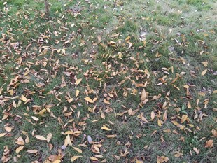 地面上的枯黄落叶