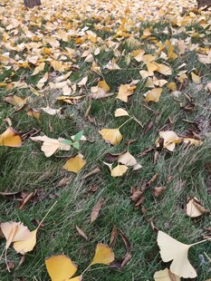 秋日草地银杏落叶美景