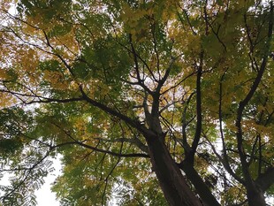 仰视秋日繁茂树木