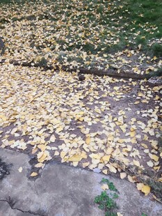 地面上的金黄落叶