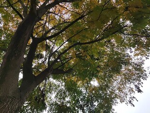 仰视繁茂大树枝叶