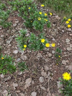 地面上绽放的黄色小花