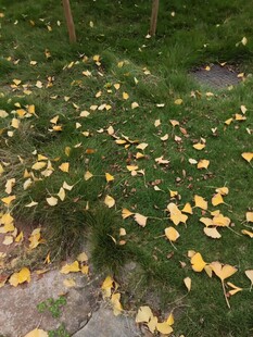 草地上的金黄落叶