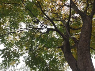 繁茂大树展现自然生机