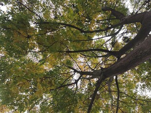 树枝间的翠绿树叶