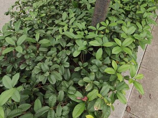 绿叶繁茂的路边植物