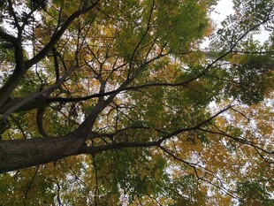 仰视秋日繁茂树枝景象