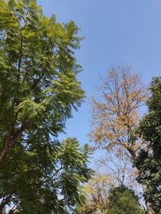 秋日林间蓝天绿树景致