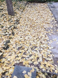 铺满黄叶的静谧小路