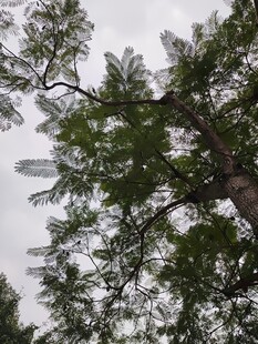 仰视视角下的繁茂树枝