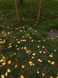 秋日草地落叶景致