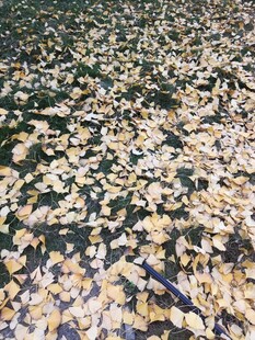 地面上的缤纷落叶