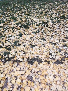 铺满地面的多彩落叶