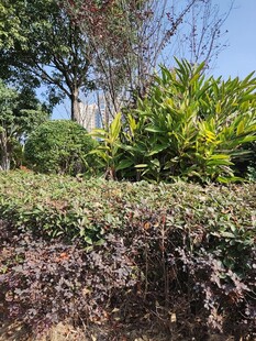 户外绿植景观