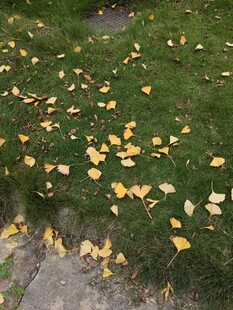 草地洒落金黄银杏叶