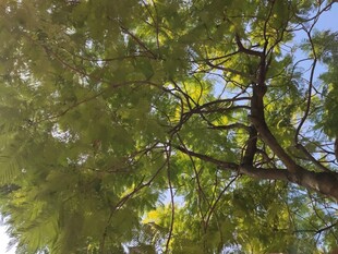 阳光下繁茂的树枝树叶