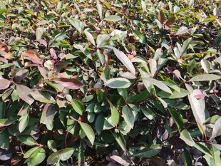 多彩叶片植物景观