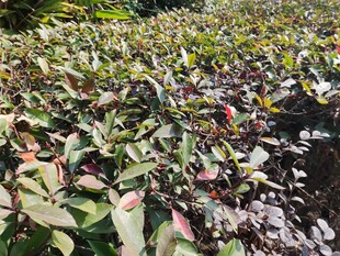 多彩叶片植物景观