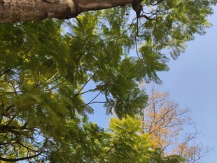 仰视繁茂枝叶与蓝天