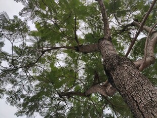 高大挺拔的翠绿树木