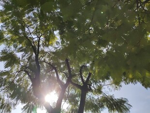 阳光透过树叶洒下的美景