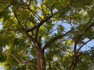 阳光下的繁茂绿树