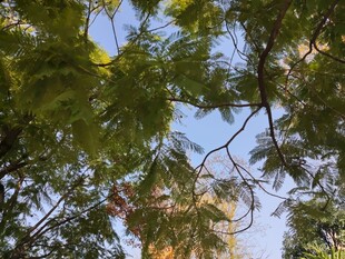 透过枝叶望建筑