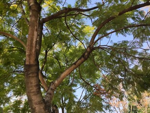 阳光下的繁茂树木